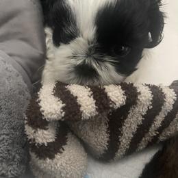Shih Tzu Puppies from Crystal's Shih Tzus