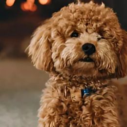 Cavapoos and Poodles from Premier Paws