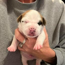 Derry - Red male American Staffordshire Terrier puppy in Marietta, Georgia from Ambition Amstaffs