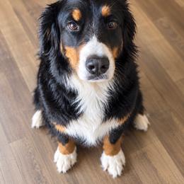 Quincy - Bernese Mountain Dog