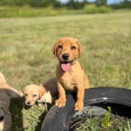 Purple - Yellow male Labrador Retriever puppy in Derby, Kansas from Wheatland Retrievers
