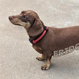 Seville - Dachshund