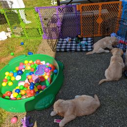 Golden Retriever Puppies from Sola Mae's Goldens