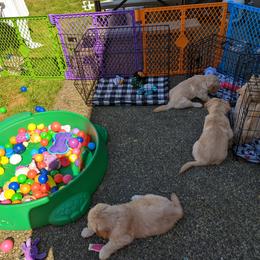 Golden Retriever Puppies from Sola Mae's Goldens