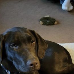 Labrador Retriever Puppies from Cary’s Buck Creek Retrievers