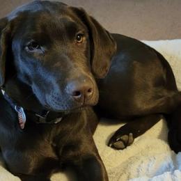 Labrador Retriever Puppies from Cary’s Buck Creek Retrievers