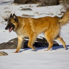 Dior - Belgian Tervuren