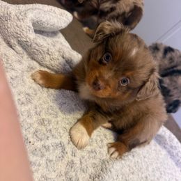 Eric - Red merle male Miniature Australian Shepherd puppy in Liberty, Mississippi from Liberty Oaks Aussies and Dachshunds