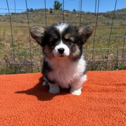 Stormy - Black and tan female Pembroke Welsh Corgi puppy in Mc Cammon, Idaho from Sunny J Corgis and Mini Americans