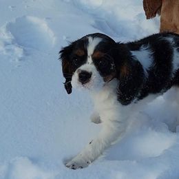 Cavalier King Charles Spaniels from Sweet Magnolia’s Cavalier King Charles Spaniels
