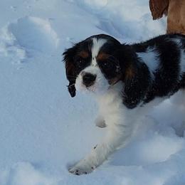 Cavalier King Charles Spaniels from Sweet Magnolia’s Cavalier King Charles Spaniels