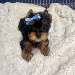 Boy 2 - Black and tan Yorkshire Terrier puppy in San Jose, California from Precious Yorkies