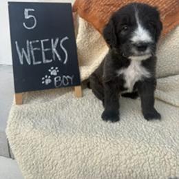 Brown - Grizzle and white male Sheepadoodle puppy in Whittier, California from HOUSE OF DOODLES