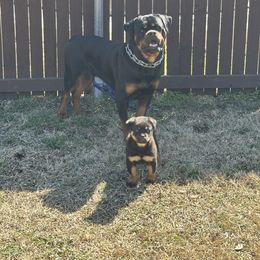 Rottweiler Puppies from Woods AKC Rottweiler