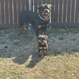 Rottweiler Puppies from Woods AKC Rottweiler