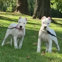 Girl 4 - White female Dogo Argentino puppy in Morgan Hill, Pennsylvania from De la Fuerza De Dios