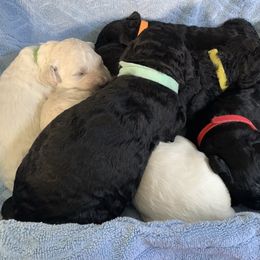 Goldendoodle Puppies from Luper Doodle LLC