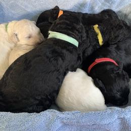 Goldendoodle Puppies from Luper Doodle LLC