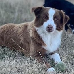 MCR Boss Lady - Red tri female Miniature Australian Shepherd puppy in Bogata, Texas from Maple Creek Run
