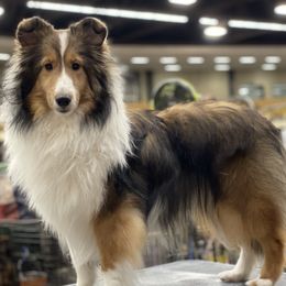 Shetland Sheepdogs from Kailyn Shelties