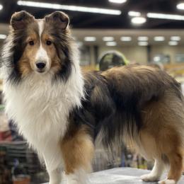 Shetland Sheepdogs from Kailyn Shelties