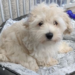 Maltipoo and Poodle Puppies from Toy Poodle & Maltipoo Maui