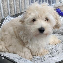 Maltipoo and Poodle Puppies from Toy Poodle & Maltipoo Maui