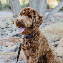 Ellie - Australian Labradoodle
