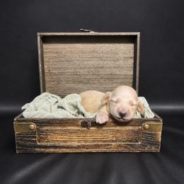Cash - ee Cream - Cream male Dachshund puppy in Statesville, North Carolina from Lakeside Dachshunds