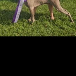 Jaxx - Weimaraner
