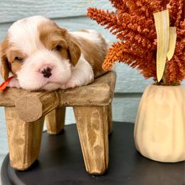 Willie - Blenheim male Cavalier King Charles Spaniel puppy in El Campo, Texas from Longhorn Cavaliers