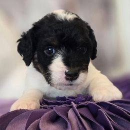 Sinatra - Tri-color male Double Doodle puppy in Prescott Valley, Arizona from Ramirez Family Doodles