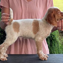 Atlas - Orange roan male Brittany puppy in Hollidaysburg, Pennsylvania from Royal Flush Farms
