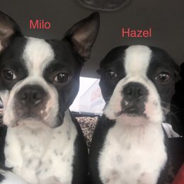 Hazel - Boston Terrier