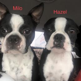 Hazel - Boston Terrier