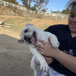 French Bulldog and Labrador Retriever Puppies from Desiree Ortiz's French Bull Dogs and Labrador Retrievers