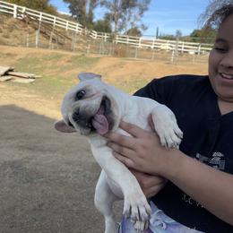 French Bulldog and Labrador Retriever Puppies from Desiree Ortiz's French Bull Dogs and Labrador Retrievers