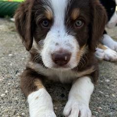 Bordoodle Puppies from Lunatic Kennel