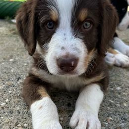 Bordoodle Puppies from Lunatic Kennel