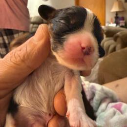 Rip - Tri-color male Cavalier King Charles Spaniel puppy in Kirksville, Missouri from Royal Country Cavaliers of Missouri
