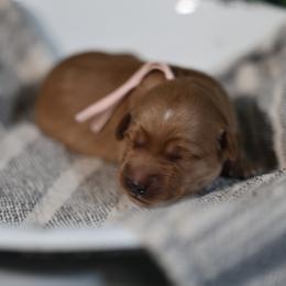 Girl 1 - Golden female Golden Retriever puppy in Fruitland, Idaho from Bethel Retrievers