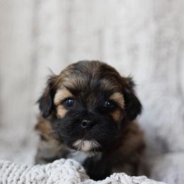 Boy 1 - Brown male Shichon puppy in House Springs, Missouri from Teddy Bear Cuddles