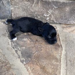 Miniature Schnauzer Puppies from Whistling Dixie Schnauzers