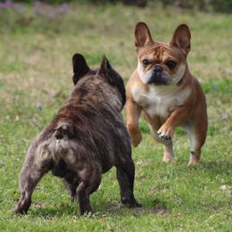 French Bulldog puppies from Country Bumpkins