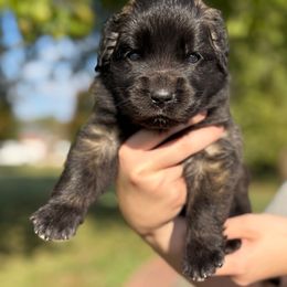 Girl 8 (Buffy) - Reddish brown female Leonberger puppy in Manchester, Tennessee from Bois D’Arc Leonbergers