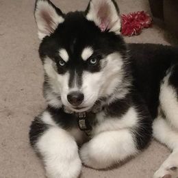 Siberian Husky Puppies from Crazy Cookies Huskies