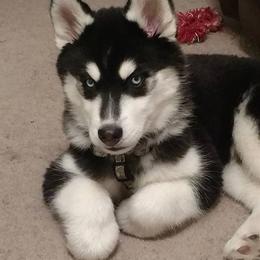 Siberian Husky Puppies from Crazy Cookies Huskies