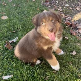 Jasper - Red tri male Miniature Australian Shepherd puppy in California from Eagle River Aussies