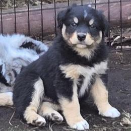 Rebel - Black tri male Miniature Australian Shepherd puppy in Crestline, California from Haugen's Minis