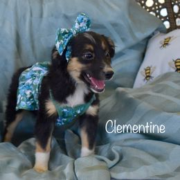 Clementine - Black tri female Miniature Australian Shepherd puppy in California from Eagle River Aussies